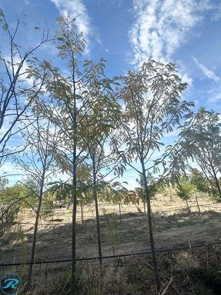 Northern Acclaim Honey Locust, 15-16' tall, 2.5" Caliper