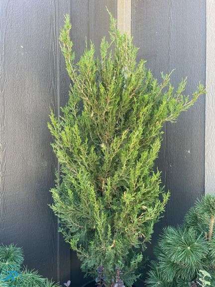 Spartan Juniper , 5-6' - Roller Auctions