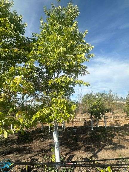 Princeton Elm , 18-20' tall, 4" Caliper