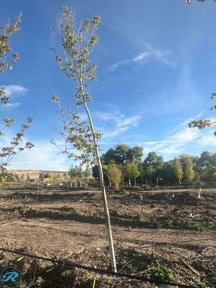 Autumn Blaze Maple, 13-14' tall - Roller Auctions