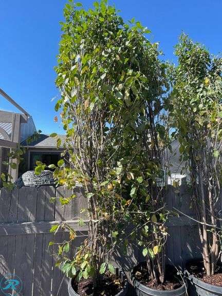 Tallhedge Buckthorn, 8' tall - Roller Auctions
