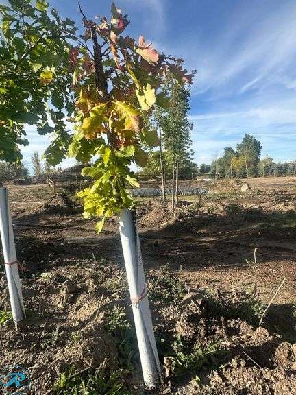 Bur Oak, 5' tall - Roller Auctions
