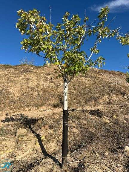 Celebration Maple, 7-8' tall, 3" Caliper - Roller Auctions