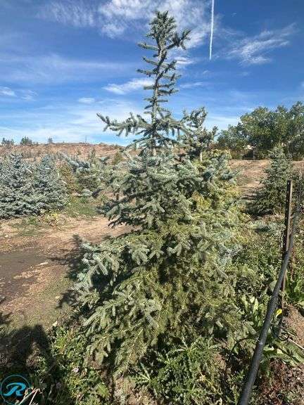 Colorado Spruce, 7-8' tall