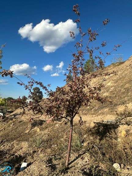 Royal Raindrops Crabapple, 9-10' tall, 2.25" Caliper - Roller Auctions