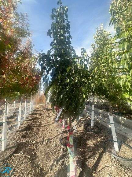 Chanticleer Pear, 9-10' tall