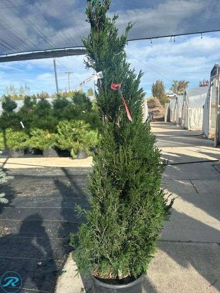 Spartan Juniper , 4' tall