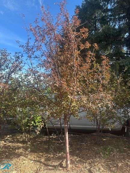 Royal Raindrops Crabapple, 12' tall, 2.5" Caliper