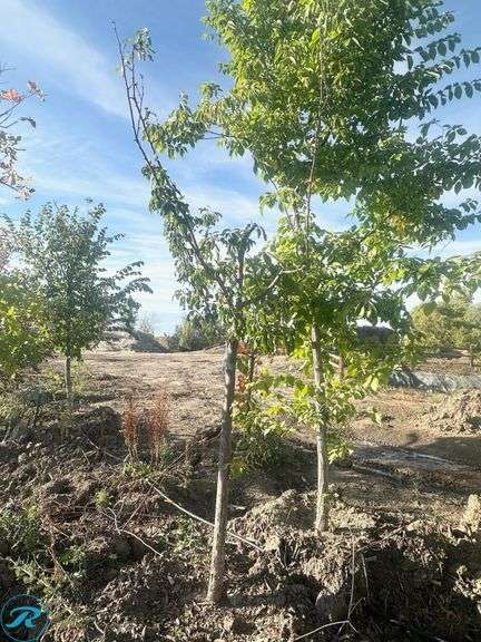 Marilee Crabapple, 7' tall - Roller Auctions