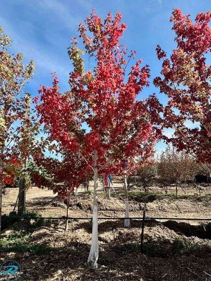 Autumn Blaze Maple, 14' tall, 3" Caliper