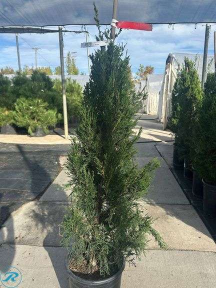 Spartan Juniper , 4' tall