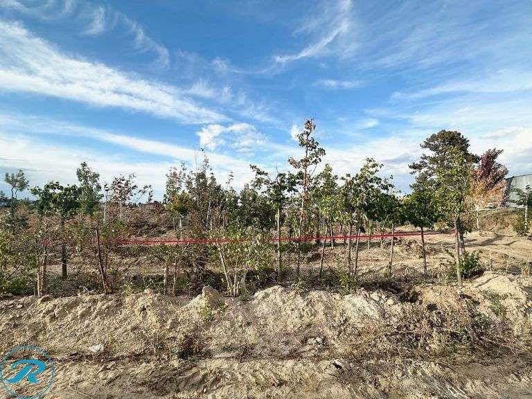 (7) Trees - Roller Auctions