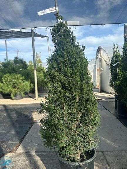 Spartan Juniper , 4' tall