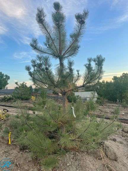 Austrian Pine, 9-10' tall - Roller Auctions