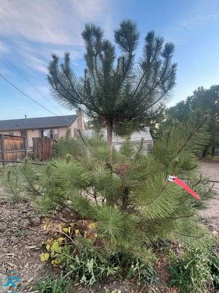 Austrian Pine, 7-8' tall - Roller Auctions