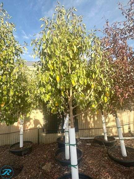 Spring Snow Crabapple, #25, 9-10' - Roller Auctions