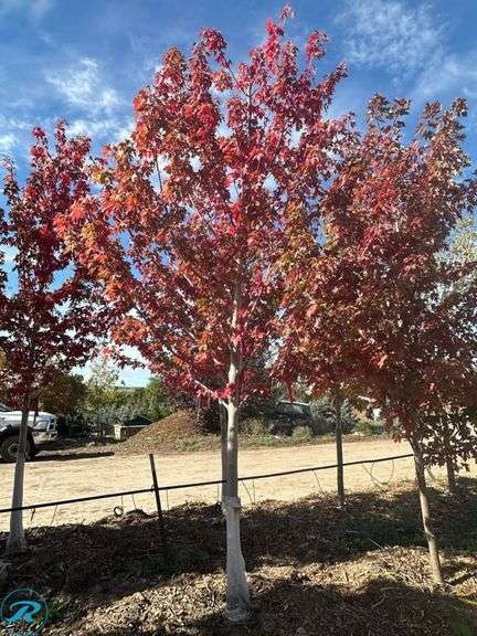 Autumn Blaze Maple, 13' tall, 3" Caliper - Roller Auctions