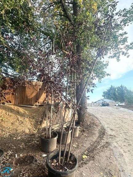 Canada Red Chokecherry, 10-11' tall - Roller Auctions