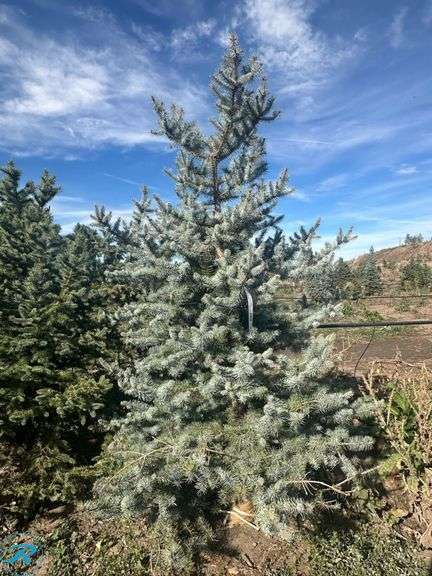 Colorado Spruce , 6-7' tall