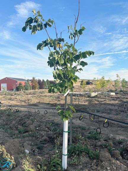 Redmond Linden , 7-8' tall - Roller Auctions