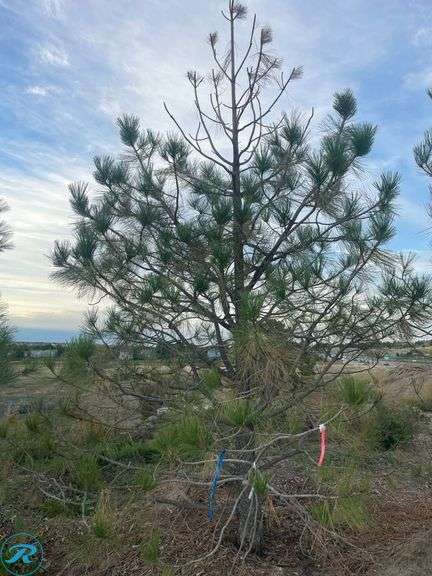 Ponderosa Pine, 9-10' tall - Roller Auctions