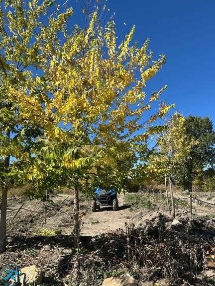 Western Hackberry, 17-18' tall,4"