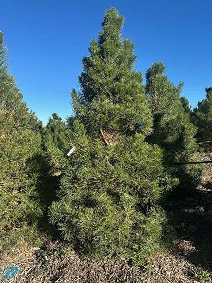 Austrian Pine, 8-9'