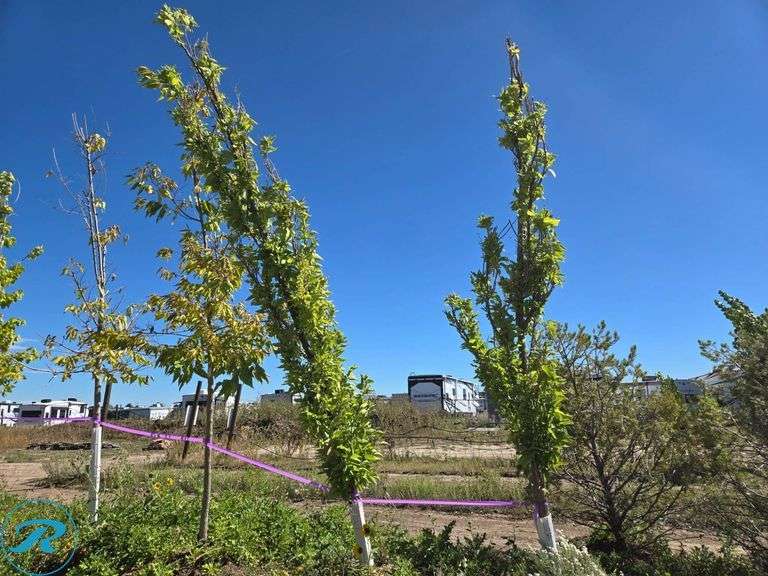 (5) Hackberry Columnar B&B Trees - Roller Auctions