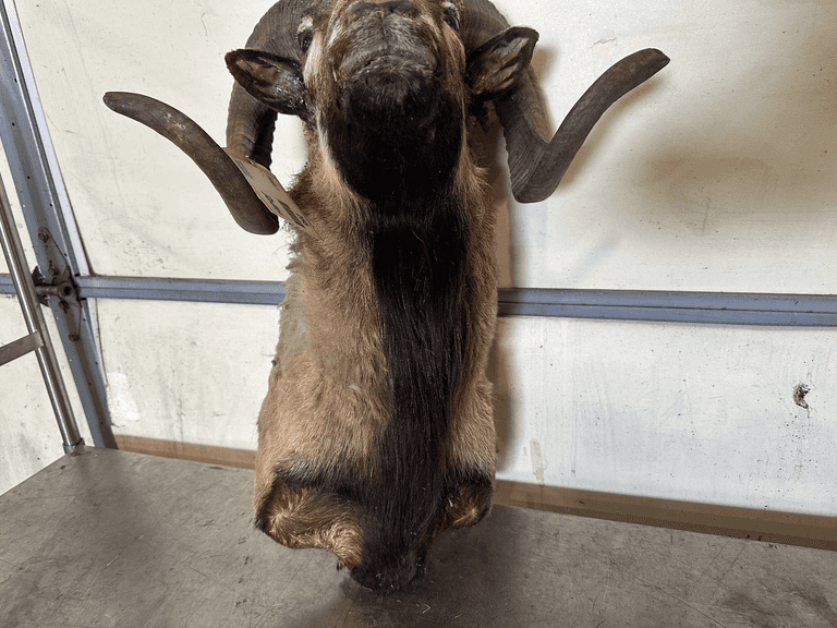 Ram Shoulder Mount Taxidermy - Roller Auctions