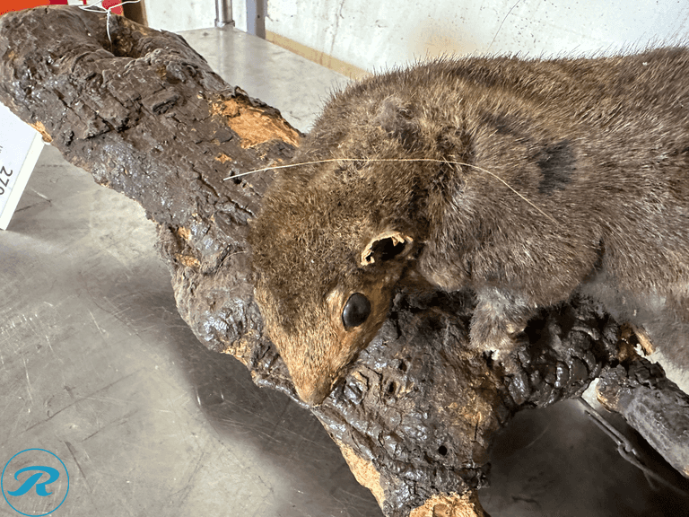 Fox Squirrel Full Body Taxidermy Mount on Natural Log - Roller Auctions