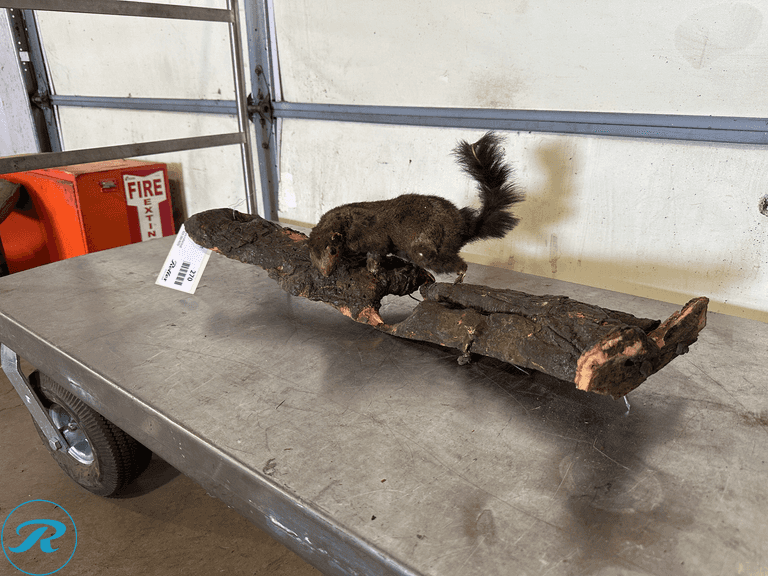 Fox Squirrel Full Body Taxidermy Mount on Natural Log