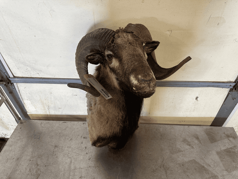 Ram Shoulder Mount Taxidermy