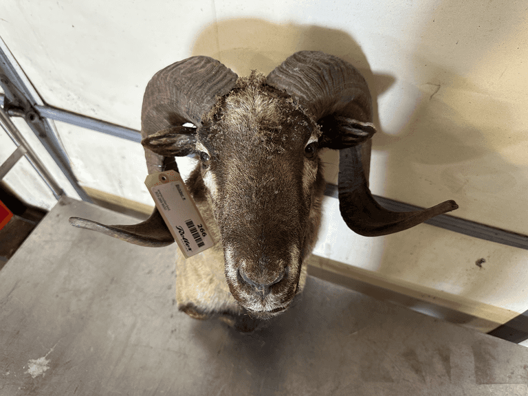 Ram Shoulder Mount Taxidermy - Roller Auctions