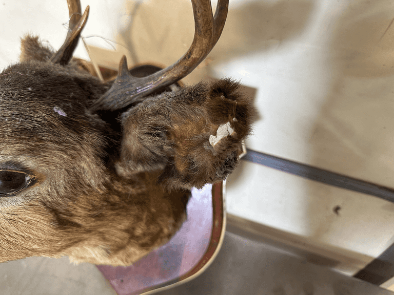 Whitetail Deer Small Buck Wall Mount Taxidermy - Roller Auctions