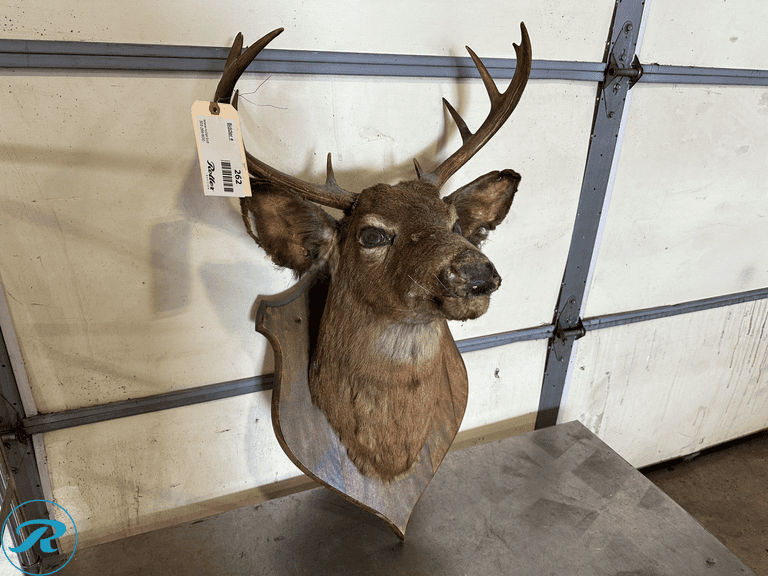 Whitetail Deer Buck Shoulder Mount Taxidermy
