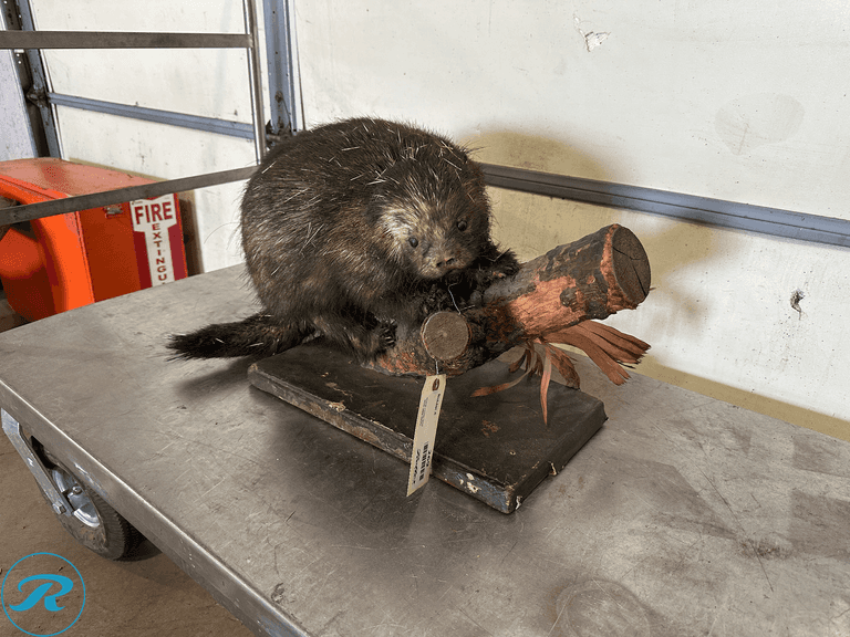 North American Porcupine Full Body Taxidermy Mount - Roller Auctions