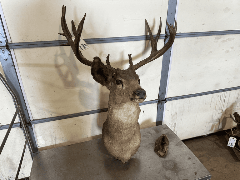 Mule Deer Shoulder Mount Taxidermy, (Missing Ear)