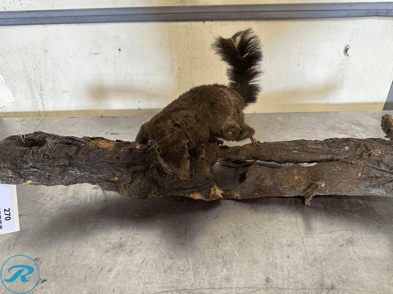 Fox Squirrel Full Body Taxidermy Mount on Natural Log - Roller Auctions