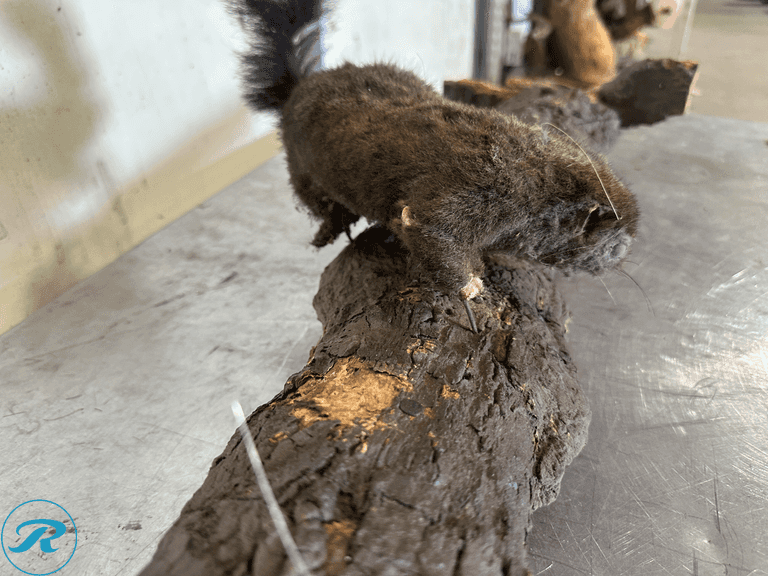 Fox Squirrel Full Body Taxidermy Mount on Natural Log - Roller Auctions
