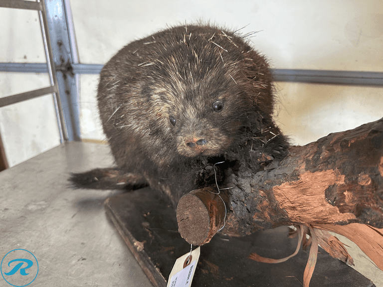 North American Porcupine Full Body Taxidermy Mount - Roller Auctions