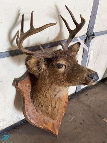 Whitetail Deer Buck Shoulder Mount Taxidermy - Roller Auctions