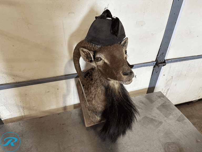 Chamois Ram Shoulder Mount Taxidermy