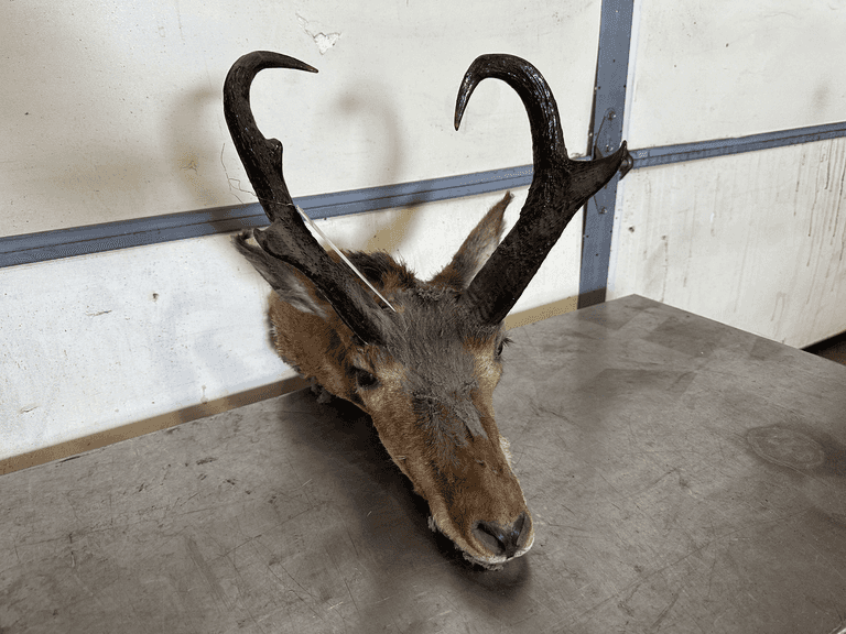 Pronghorn Antelope Taxidermy
