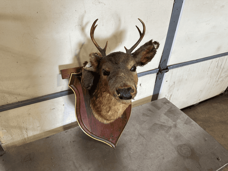 Whitetail Deer Small Buck Wall Mount Taxidermy