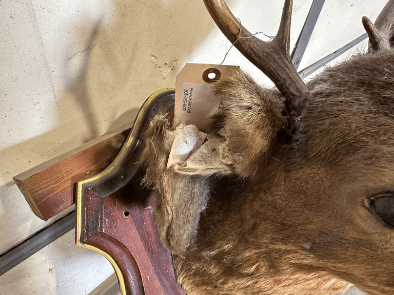 Whitetail Deer Small Buck Wall Mount Taxidermy - Roller Auctions