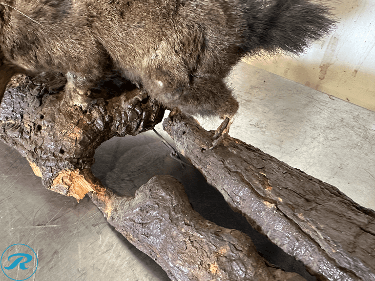 Fox Squirrel Full Body Taxidermy Mount on Natural Log - Roller Auctions