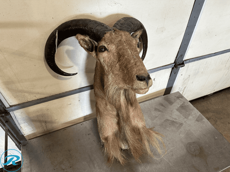 Aoudad / Barbary Sheep Ram Shoulder Mount Taxidermy