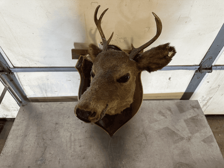 Whitetail Deer Small Buck Wall Mount Taxidermy - Roller Auctions