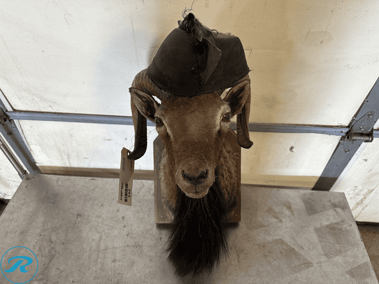 Chamois Ram Shoulder Mount Taxidermy - Roller Auctions
