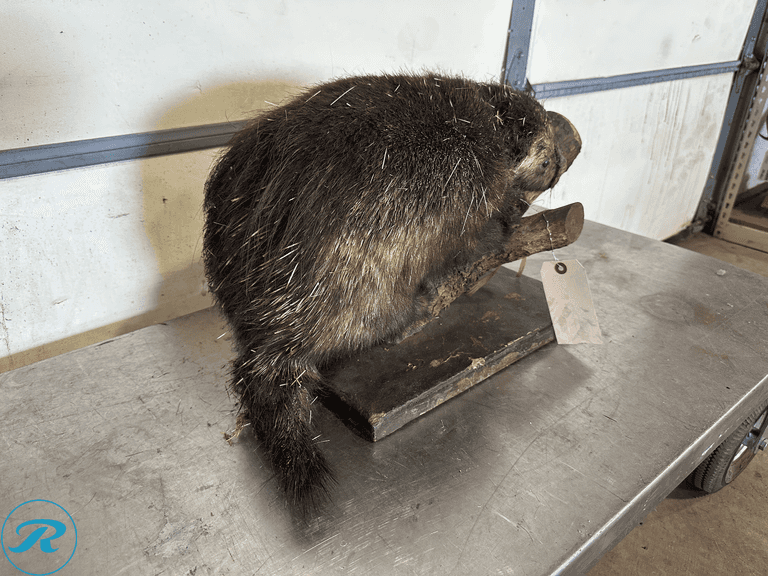 North American Porcupine Full Body Taxidermy Mount - Roller Auctions